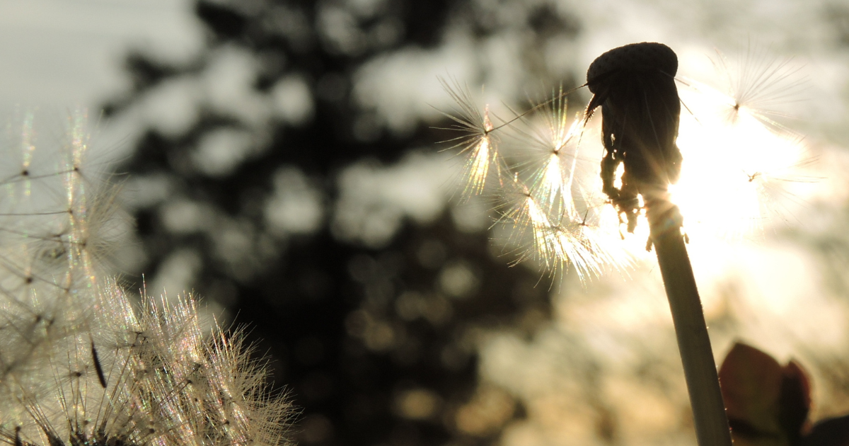 Ray of Hope 