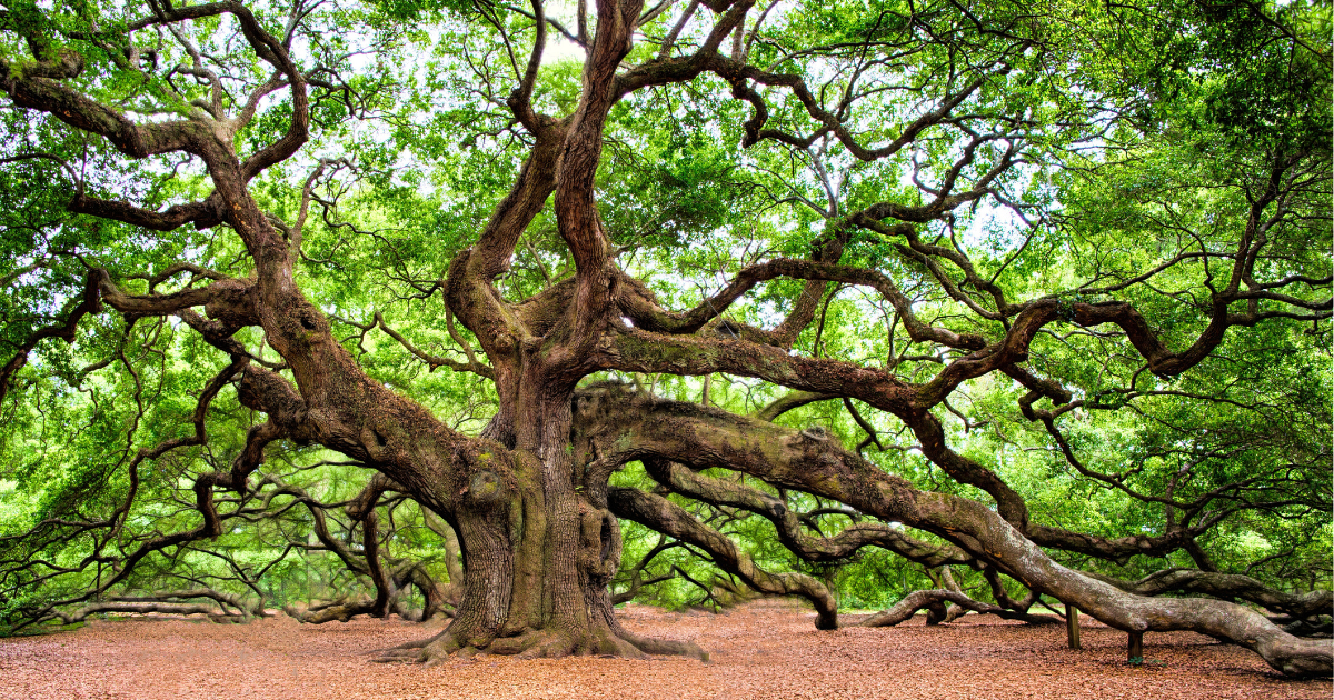 The Trees 