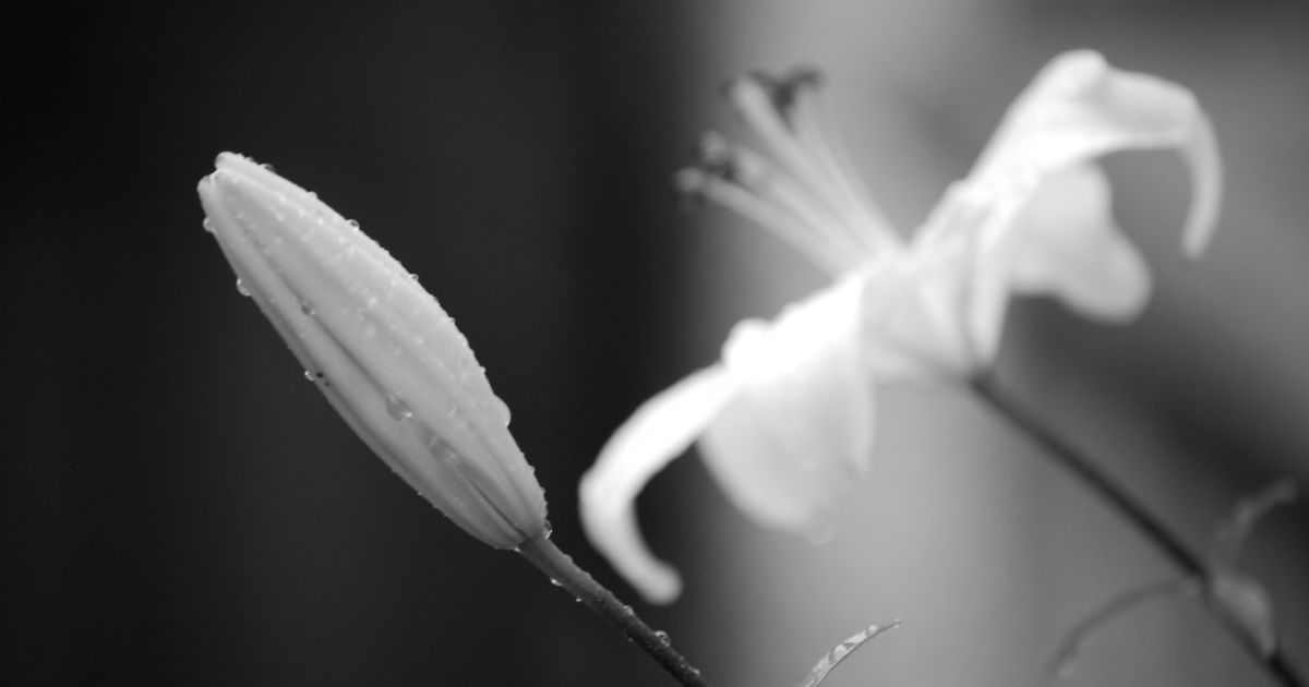 Transformation and growth