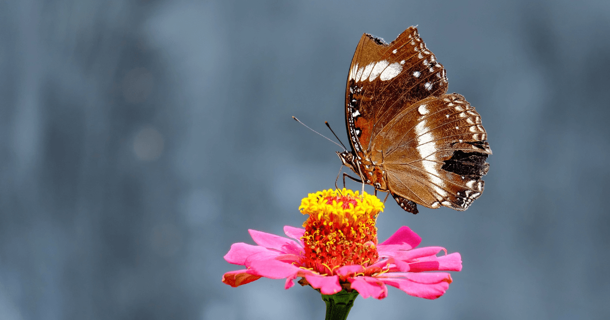 Broken Wings Can Create a Broken Life 