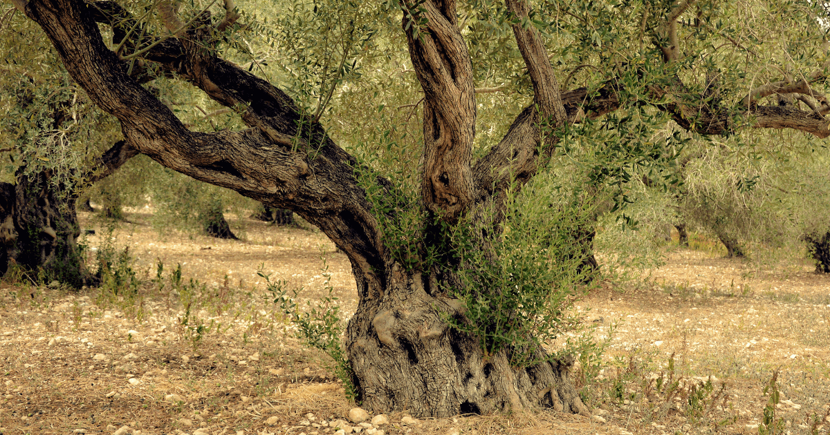 What message that Olive Wood hold?