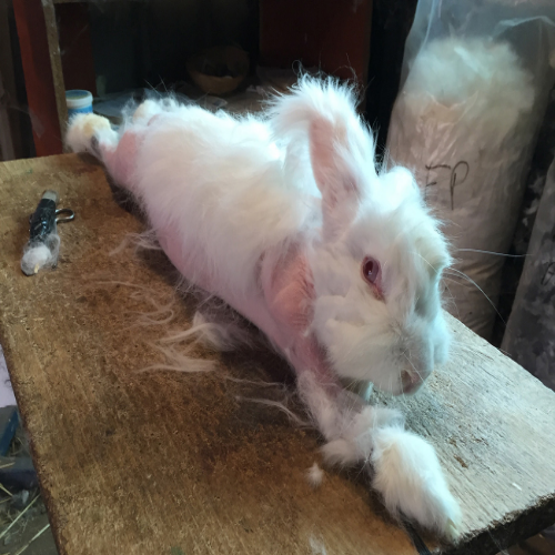 The Dark Reality Behind China's Angora Wool Industry
